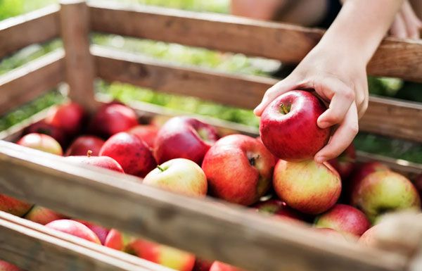 Apples in Alcobaça