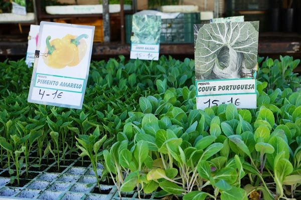 Vegetable plants at Alfeizerao's monthly outdoor market