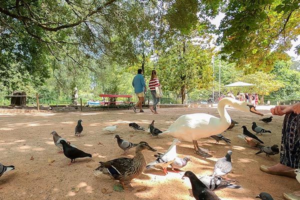 Ducks in park Caldas da Rainha Portugal